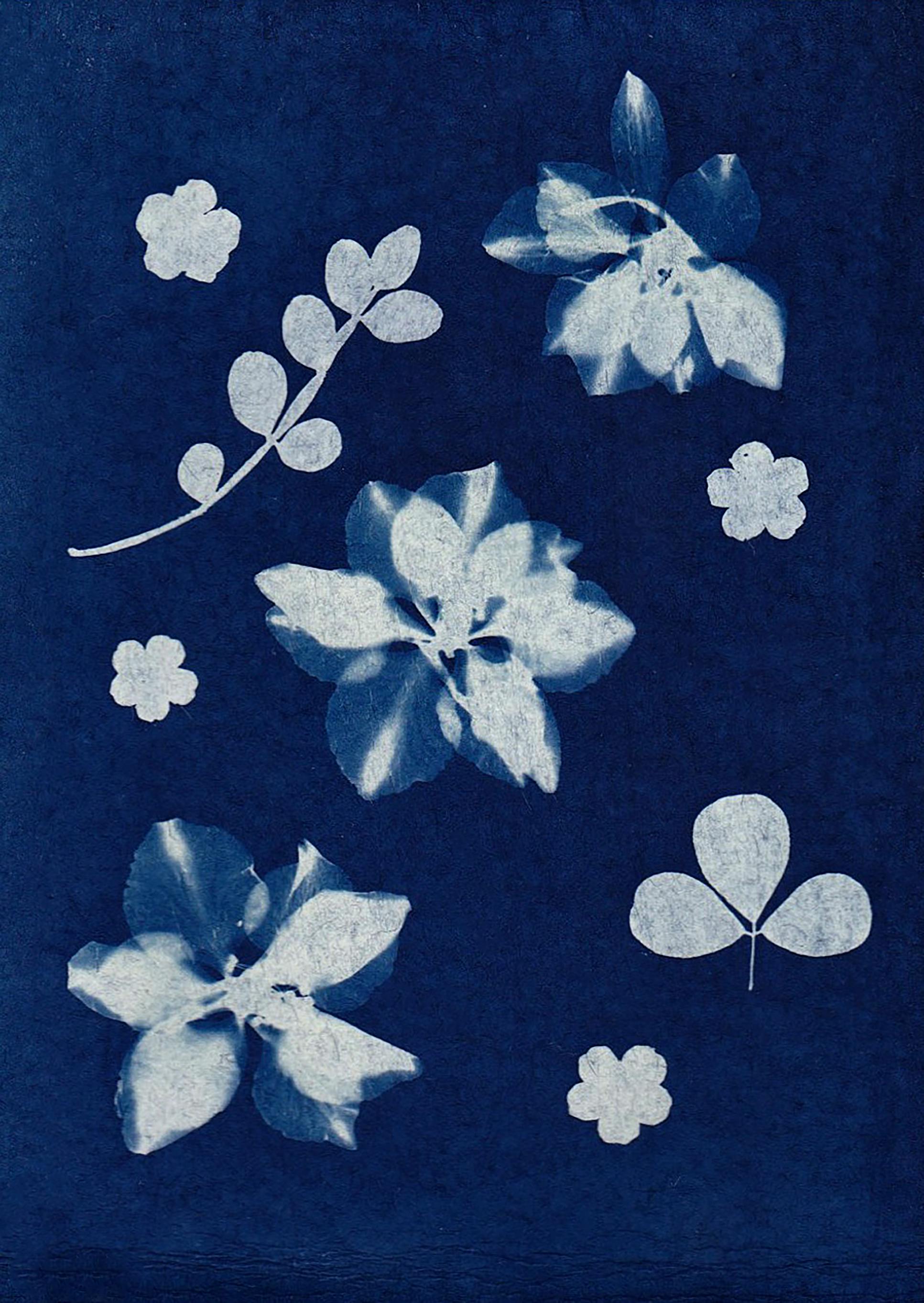 Cyanotype floral print